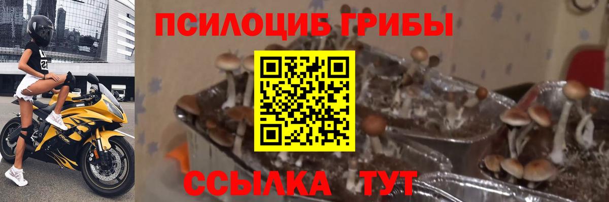 Галлюциногенные грибы прущие грибы  Псилоцибиновые грибы MAGIC MUSHROOMS  Вход с VPN  наркошоп  Ангарск 